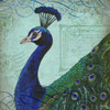 Parisian Peacock II Poster Print by Elizabeth Medley - Item # VARPDX11399