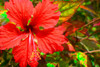 Red Hibiscus Poster Print by Don Spears - Item # VARPDXS1711D
