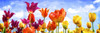 Tulips in the Sun II Poster Print by Alan Hausenflock - Item # VARPDXPSHSF2297