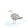 Birds of the Coast on White VI Poster Print by Tara Reed - Item # VARPDXRB13056TR