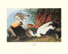 Eider Duck Poster Print by John James Audubon - Item # VARPDX132778