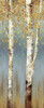 Butterscotch Birch Trees II Poster Print by Allison Pearce - Item # VARPDXPRS13M
