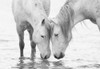 White Water Horses Poster Print by Carol Walker - Item # VARPDX10526U