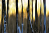 The Forest at Dawn Poster Print by Marvin Pelkey - Item # VARPDX12758