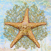 Shell Medley II Poster Print by Diannart - Item # VARPDX13400