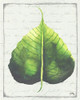 Emerald Leaf II Poster Print by Elizabeth Medley - Item # VARPDX13005