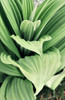 Green Leaf Blooms I Poster Print by Kathy Mansfield - Item # VARPDX13899B