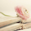 Peony Books Square Poster Print by Sarah Gardner - Item # VARPDX11400KK