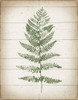 Fern Print II v2 Poster Print by Moira Hershey - Item # VARPDX38477