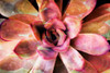 Painted Succulent Poster Print by Nola James - Item # VARPDX12484