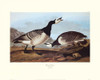 Barnacle Goose Poster Print by John James Audubon - Item # VARPDX132780