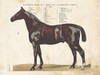 Anatomical Model Horse Poster Print by Gwendolyn Babbitt - Item # VARPDXBAB478