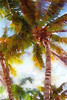 Watercolor Palms I Poster Print by Emily Navas - Item # VARPDX10541