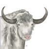 Yak Poster Print by Elizabeth Medley - Item # VARPDX13216