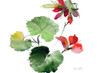 Geranium New Flower Poster Print by Lanie Loreth - Item # VARPDX12702