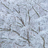 Snow Covered Trees I Poster Print by Kathy Mahan - Item # VARPDXPSMHN771