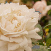 Vintage Rose II Poster Print by Emily Navas - Item # VARPDX10534