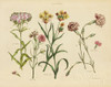 Herbal Botanical VIII Poster Print by Wild Apple Portfolio - Item # VARPDX41413