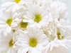 Bunch of White Daisies Poster Print by Gail Peck - Item # VARPDX10697D