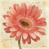 Blushing Gerbera on Cream Poster Print by Albena Hristova - Item # VARPDX10631
