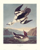 Smew Or White Nun Poster Print by John James Audubon - Item # VARPDX132807