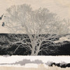 Silver Tree Poster Print by Aprile Alessio - Item # VARPDX1AI4380