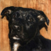 Puppy Dog Eyes I Poster Print by Walt Johnson - Item # VARPDX11028C