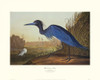 Blue Crane Or Heron Poster Print by John James Audubon - Item # VARPDX132744