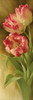 Springs Parrot Tulip I Poster Print by Igor Levashov - Item # VARPDX11817