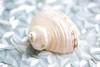 Shimmer Shells IV Poster Print by Susan Bryant - Item # VARPDX10722M