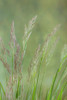 Velvet Grass III Poster Print by Kathy Mahan - Item # VARPDXPSMHN805