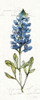 Texas Bluebonnet IV Poster Print by Anne Tavoletti - Item # VARPDX37005