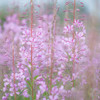 Fireweed II Poster Print by Kathy Mahan - Item # VARPDXPSMHN746