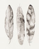 Three Gray Feathers Poster Print by Nola James - Item # VARPDX11603UU