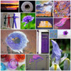 Purple Blossom Collage Poster Print by Gail Peck - Item # VARPDX11105U