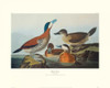 Ruddy Duck Poster Print by John James Audubon - Item # VARPDX132808