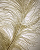 Feather Close-Up I Poster Print by Monika Burkhart - Item # VARPDXPSBHT458