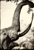 Reaching High Poster Print by Niassa Lion Project - Item # VARPDX13912C