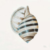 Modern Shell with Teal I Poster Print by Patricia Pinto - Item # VARPDX11495B