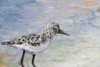 Sandpiper I Poster Print by Walt Johnson - Item # VARPDX10512