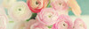Blushing Blossoms Panel Poster Print by Sarah Gardner - Item # VARPDX10127A