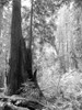 Tree Path II Poster Print by Kathy Mansfield - Item # VARPDX8906