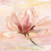 Dreamy Magnolia II Poster Print by Nan - Item # VARPDX19832