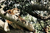 Lion Tree Poster Print by Susan Bryant - Item # VARPDX10356J
