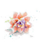 Peach Succulent Poster Print by Patricia Pinto - Item # VARPDX12907