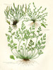 Fern III Poster Print by Gwendolyn Babbitt - Item # VARPDXBAB488