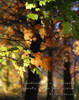 A Thousand Forests Poster Print by Kathy Mansfield - Item # VARPDX8907B