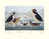 Black-throated Guillemot and Nobbed-billed Auk Poster Print by John James Audubon - Item # VARPDX132774