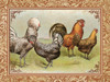 Chicken 3 Poster Print by Inc. Nobleworks - Item # VARPDXNOB16