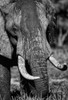 Tusks Poster Print by Niassa Lion Project - Item # VARPDX13913C